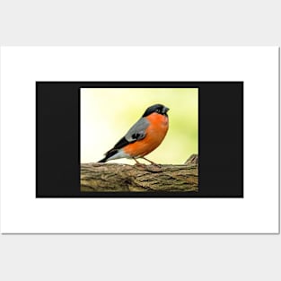 MALE BULLFINCH IN THE UK Posters and Art